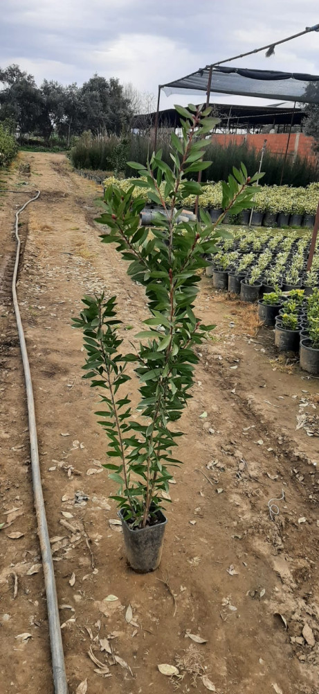 Callistemon laevis